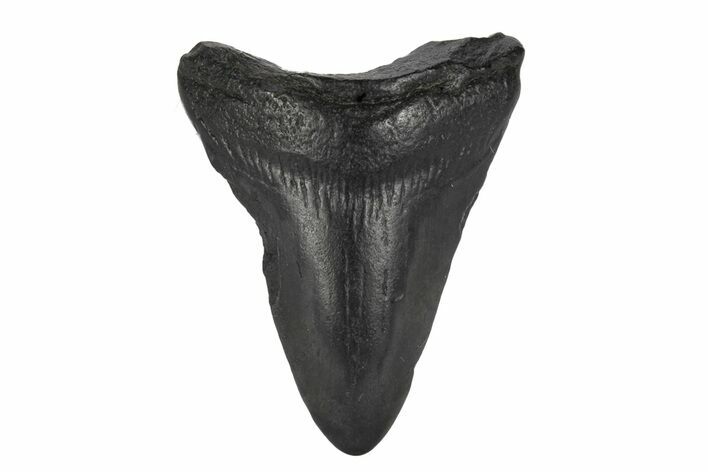 Juvenile Megalodon Tooth - South Carolina #248526